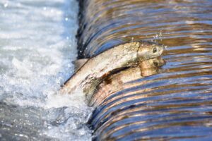 Idroelettrico e fauna ittica una convivenza possibile tra energia rinnovabile, turbine fish-friendly e scale di risalita