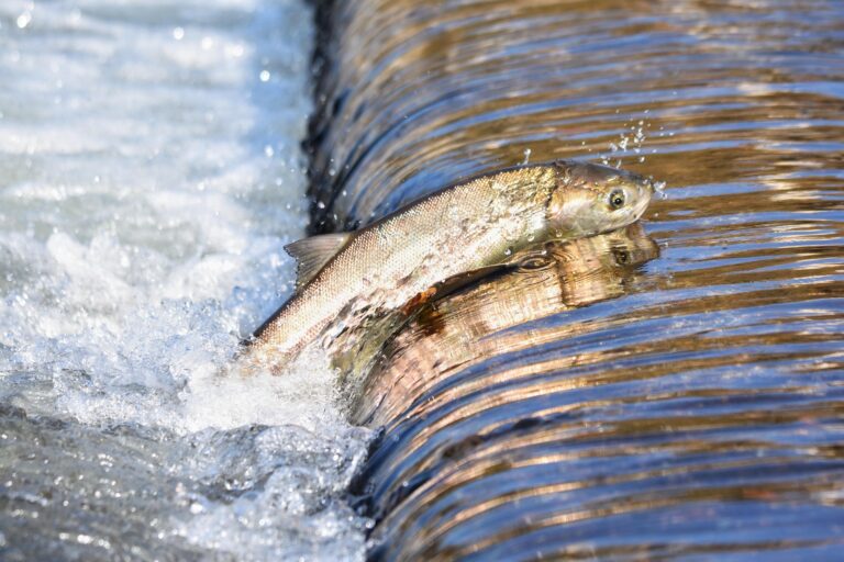 Idroelettrico e fauna ittica una convivenza possibile tra energia rinnovabile, turbine fish-friendly e scale di risalita